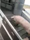 Полуприцеп-скотовоз Тонар-9827 с подъемными полами